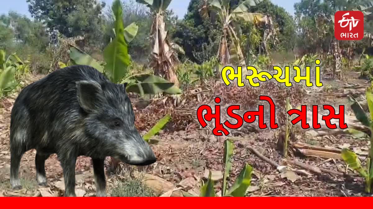 પ્રતિકાત્મક તસવીર