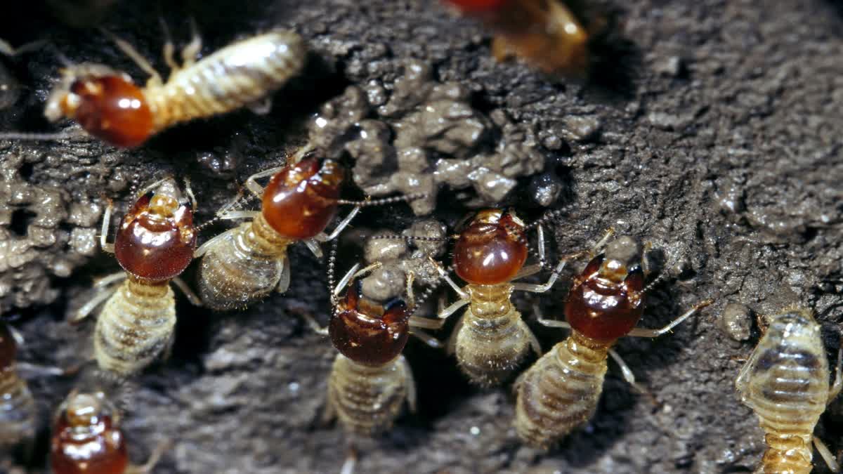 REMEDIES FOR PREVENT TERMITE  TERMITE CONTROL TIPS  NATURAL TIPS TO GET RID OF TERMITEേ  ചിതൽ ശല്യം അകറ്റാനുള്ള വഴികൾ