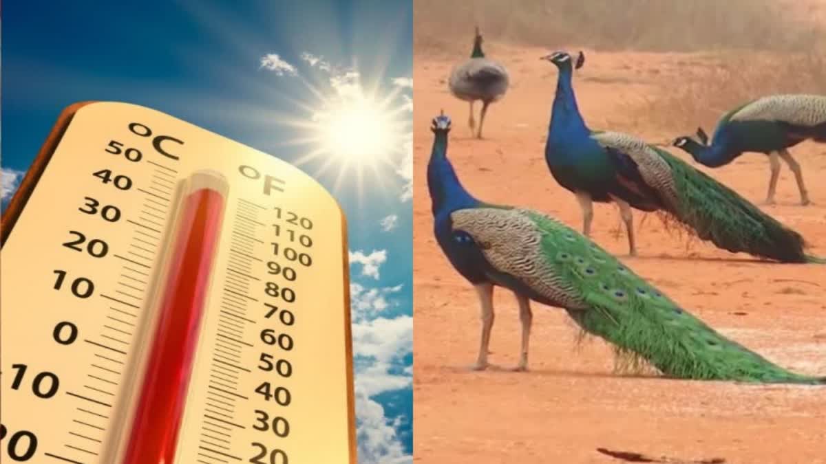Peacocks death due dehydration
