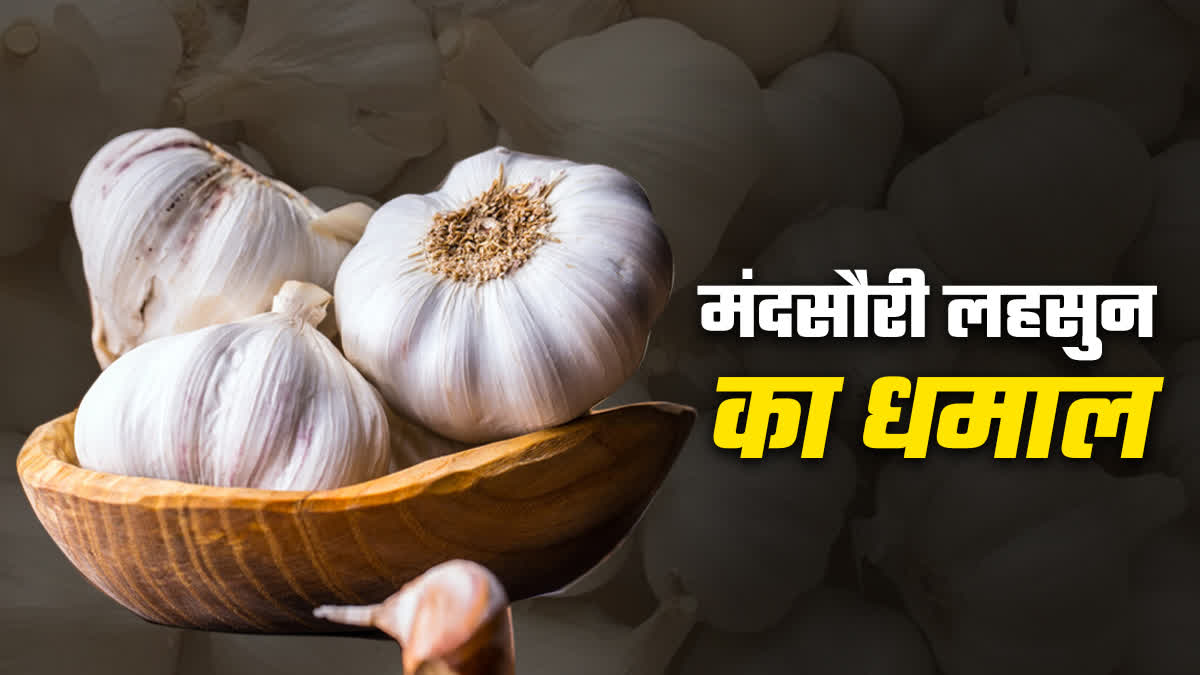 MANDSAUR NEW GARLIC VARIETY