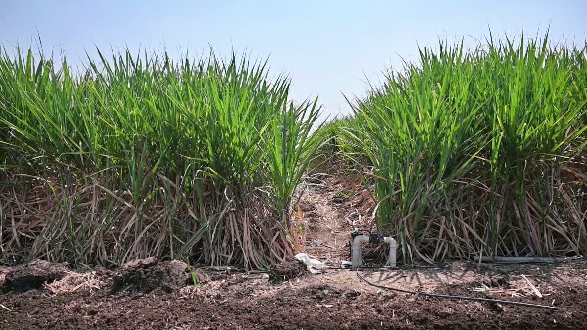 Sugarcane Cultivation Using AI