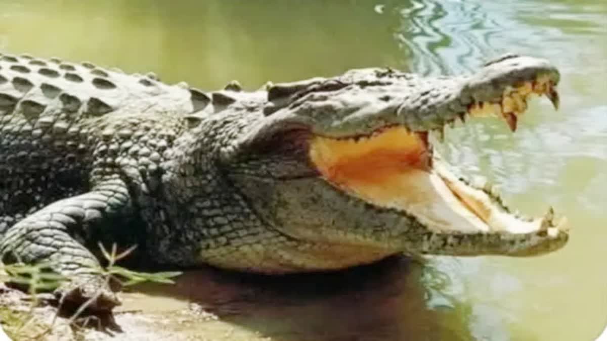 Maihar Crocodile rescue