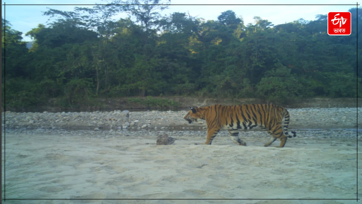 Pakke tiger reserve