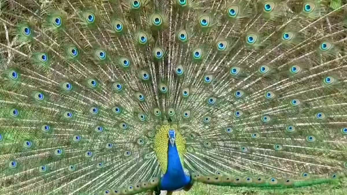 Peacock dance