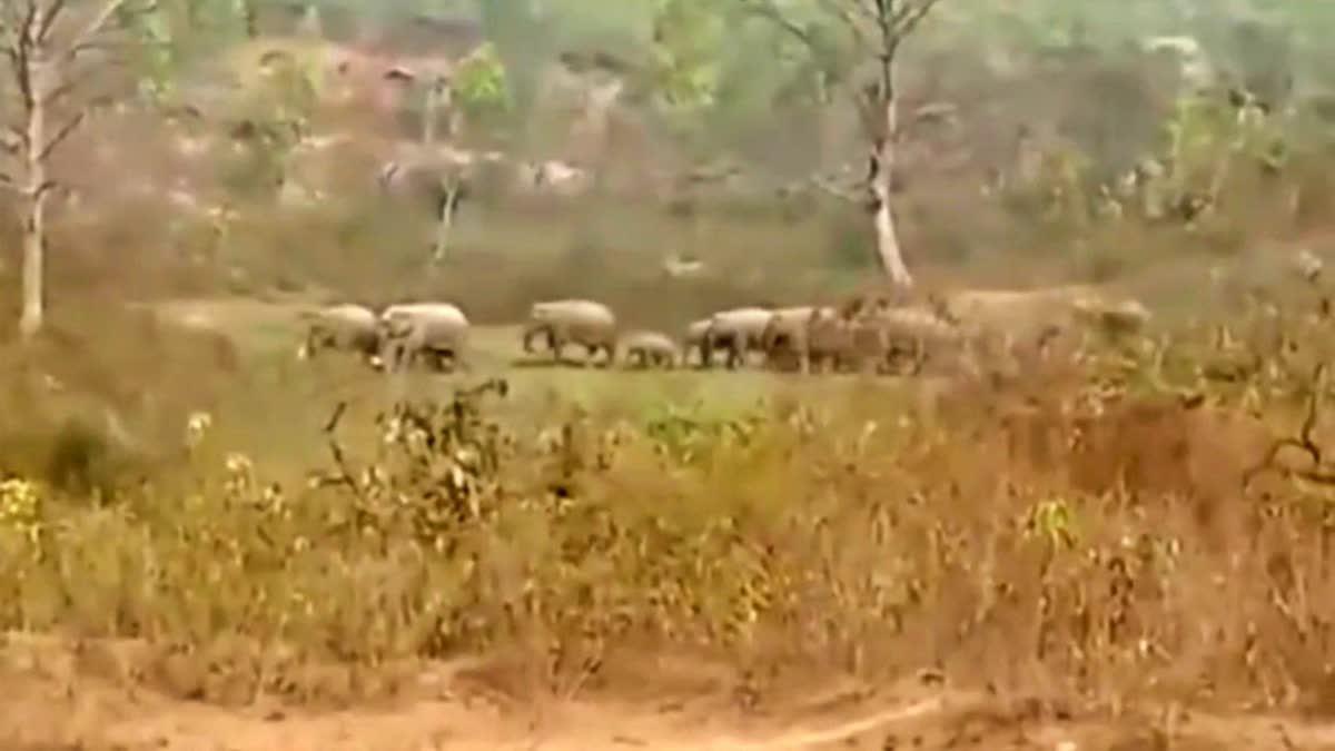 ELEPHANTS CREATE HAVOC IN KODERMA
