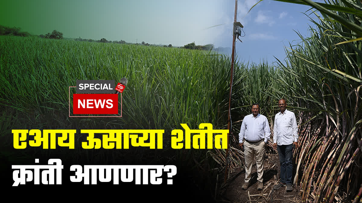 Sugarcane farming