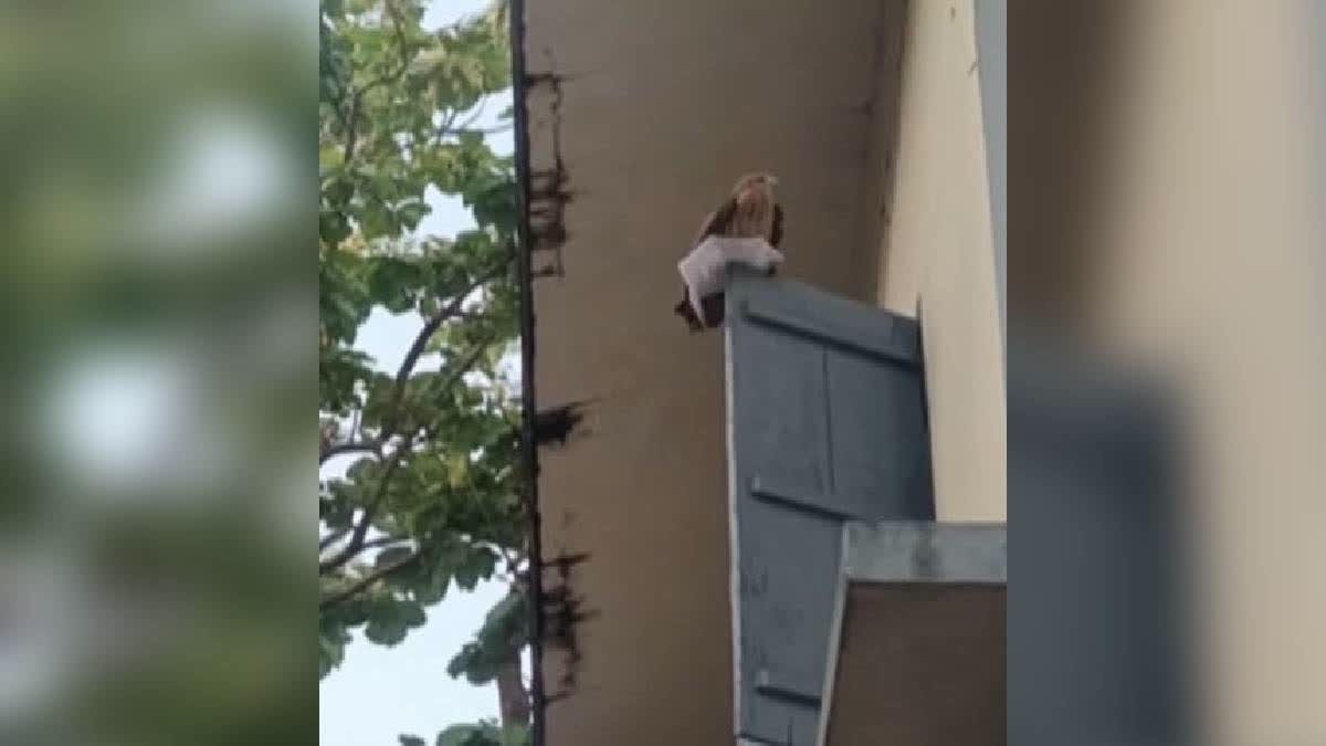 Eagle Snatches Kerala PSC Examinees Hall Ticket