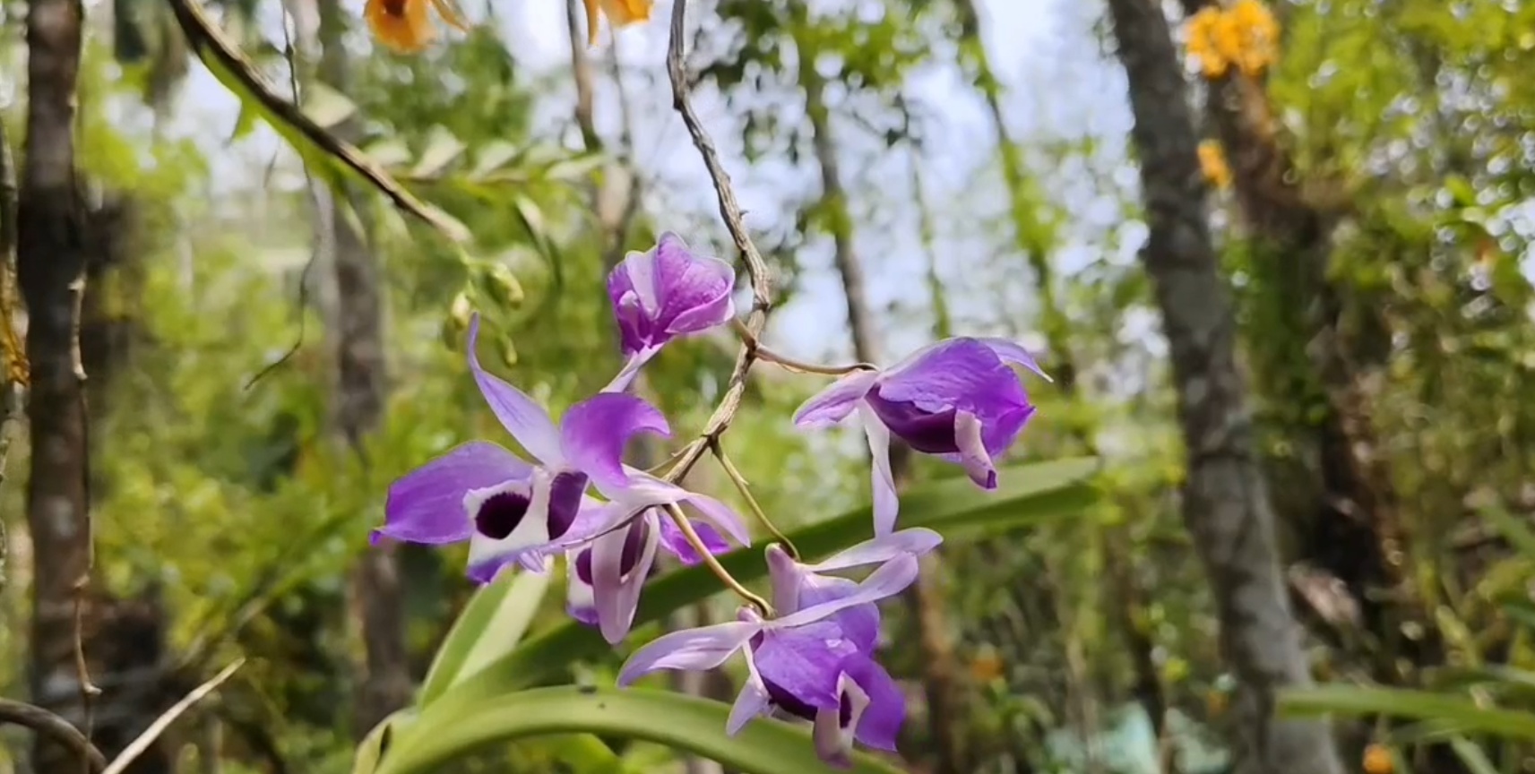 Rhynchostylis retusa flower blooming