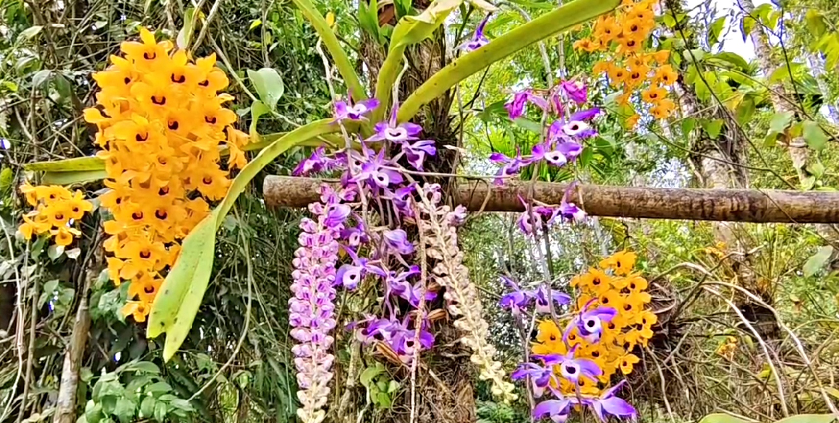 Rhynchostylis retusa flower blooming
