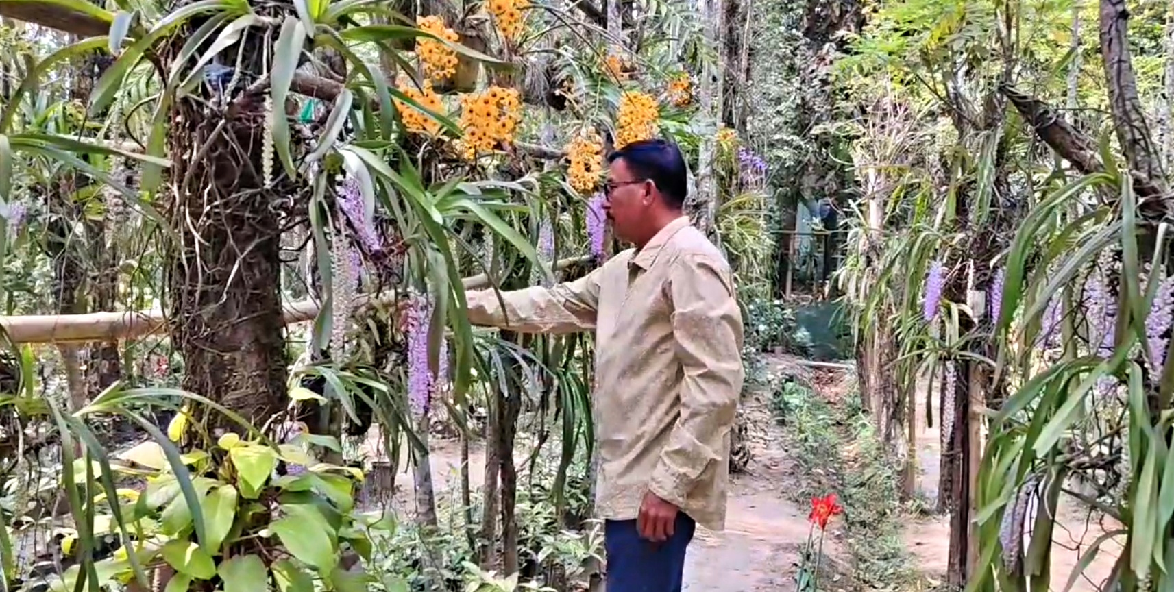 Rhynchostylis retusa flower blooming