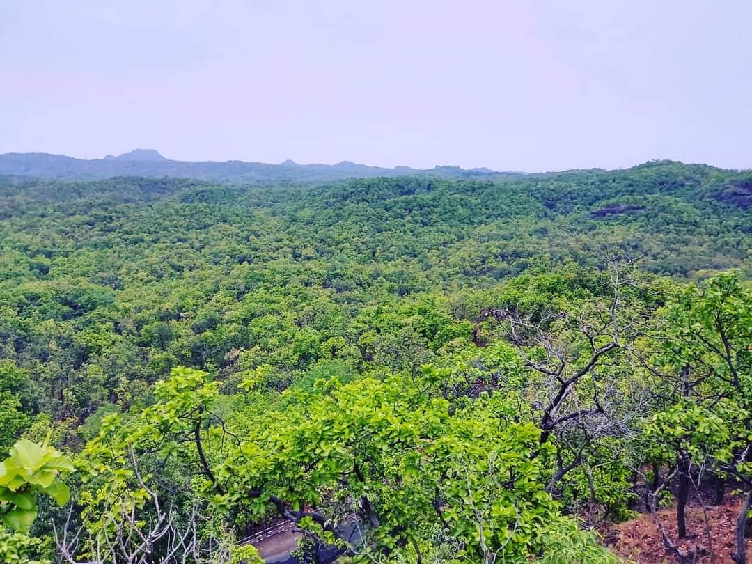 સતપુરા ટાઇગર રિઝર્વનું ગાઢ જંગલ