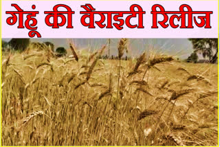wheat and barley New varieties released