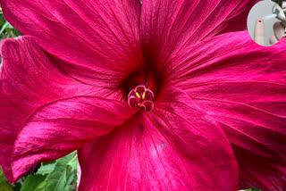 hibiscus  How Gulhad (hibiscus)flower can control blood sugar, what are its other health benefits
