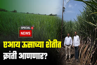Sugarcane farming