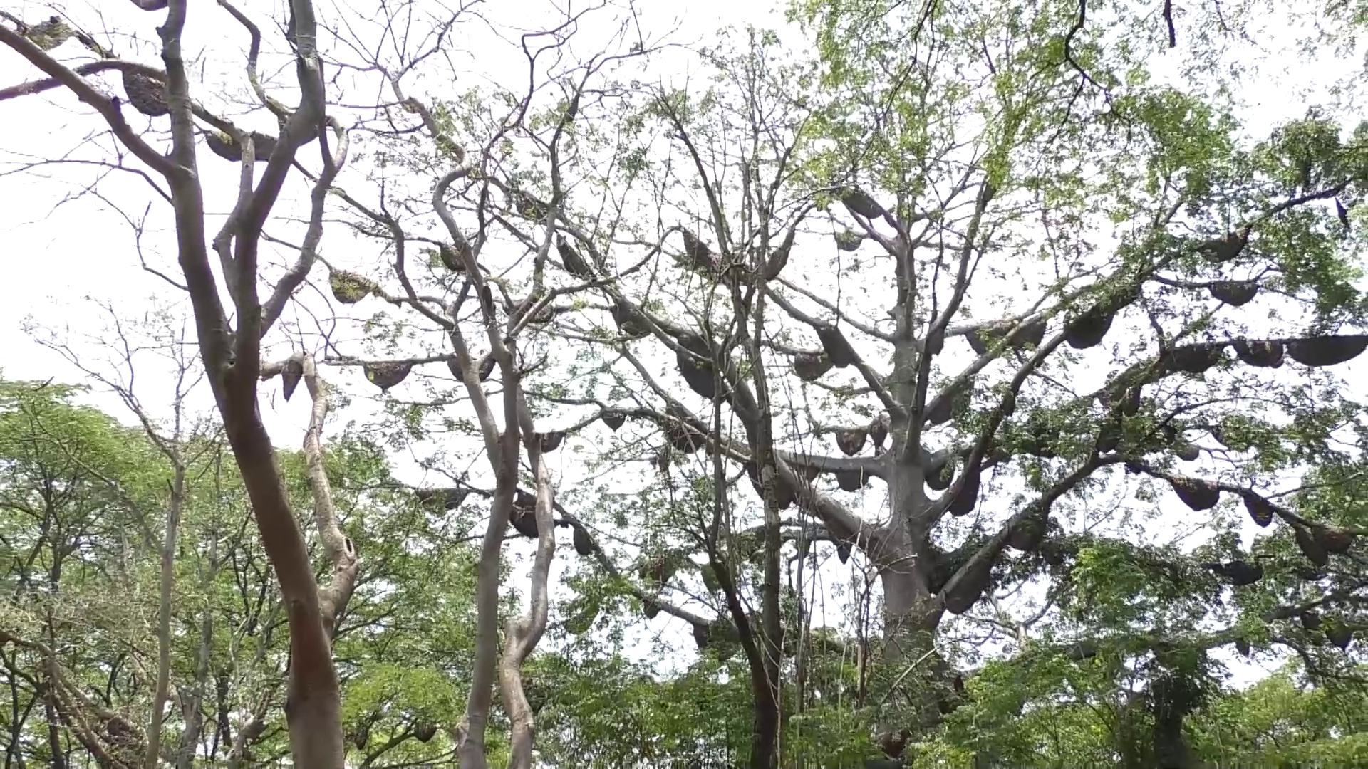 Bee Colonies in Mysuru