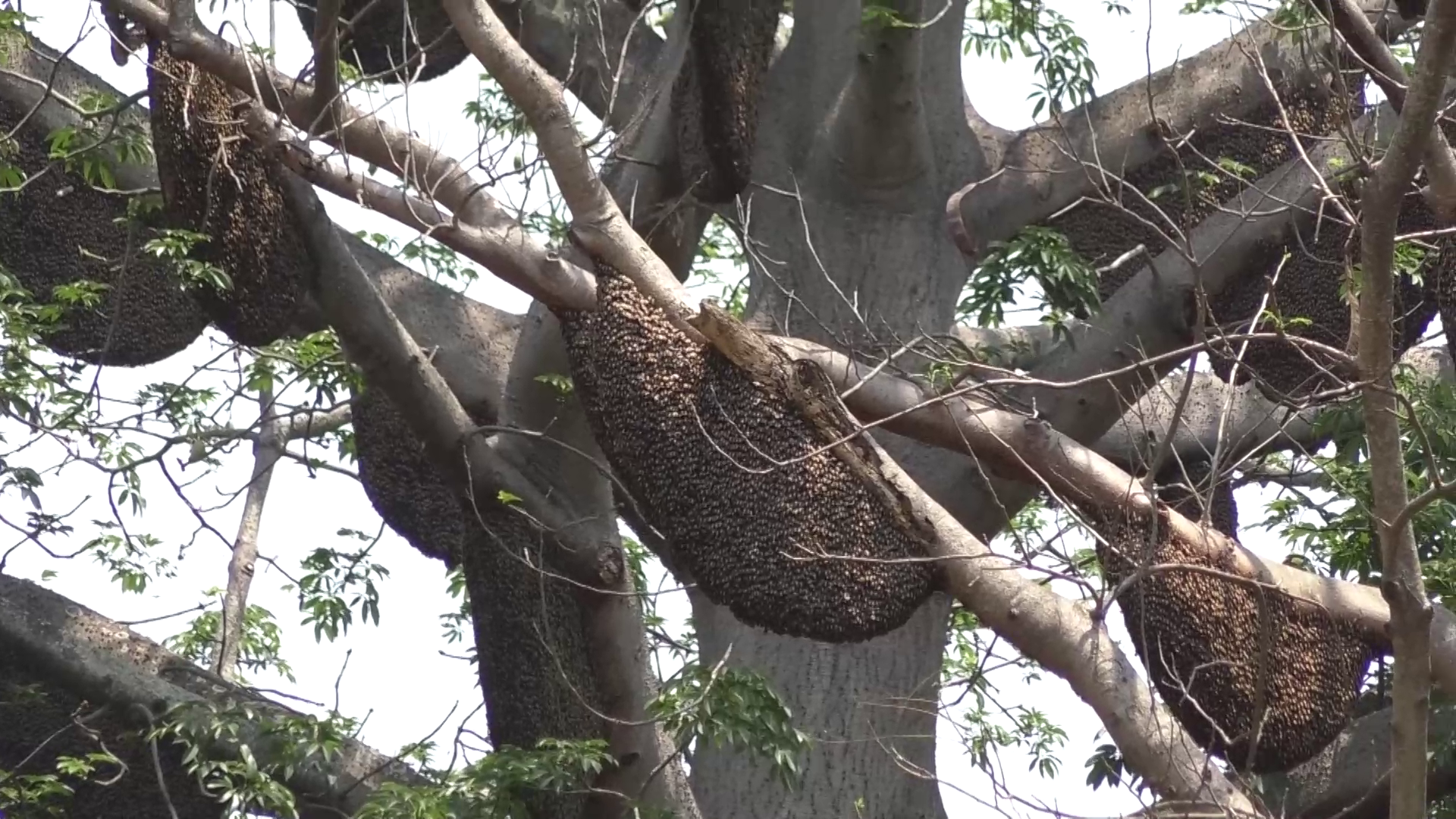 Bee Colonies in Mysuru
