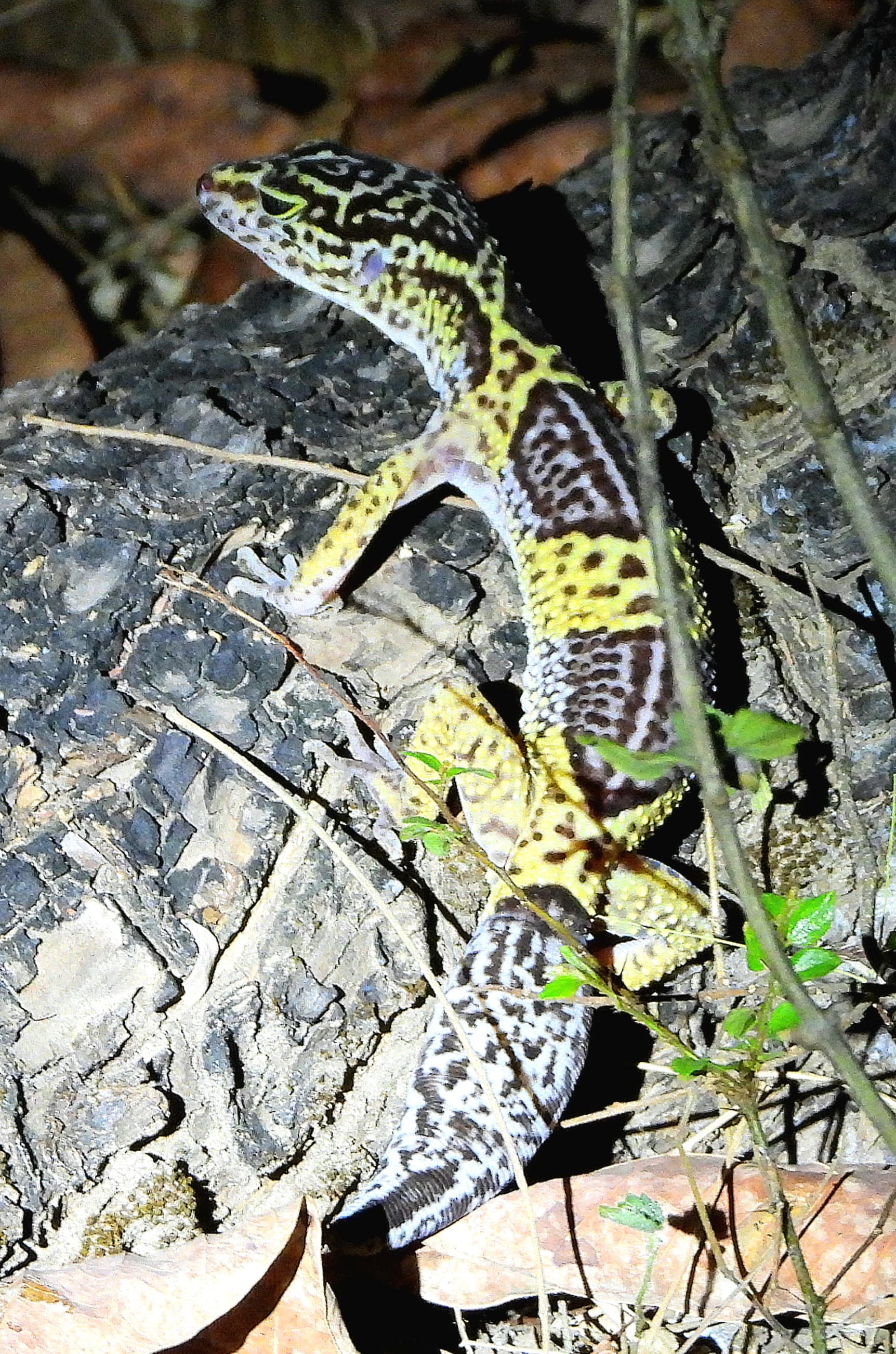 Satpura Leopard Gecko