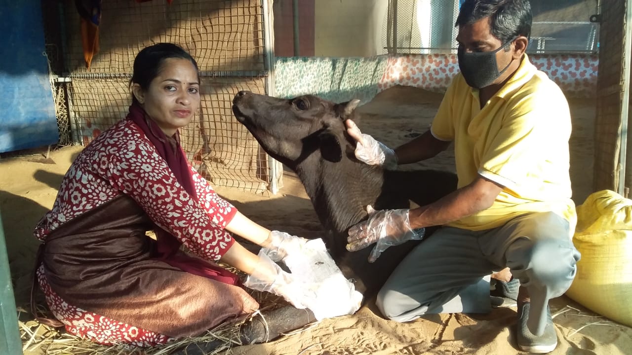 Royal family daughter Chinmayee Deo dedicated her life for service of cow in Puri