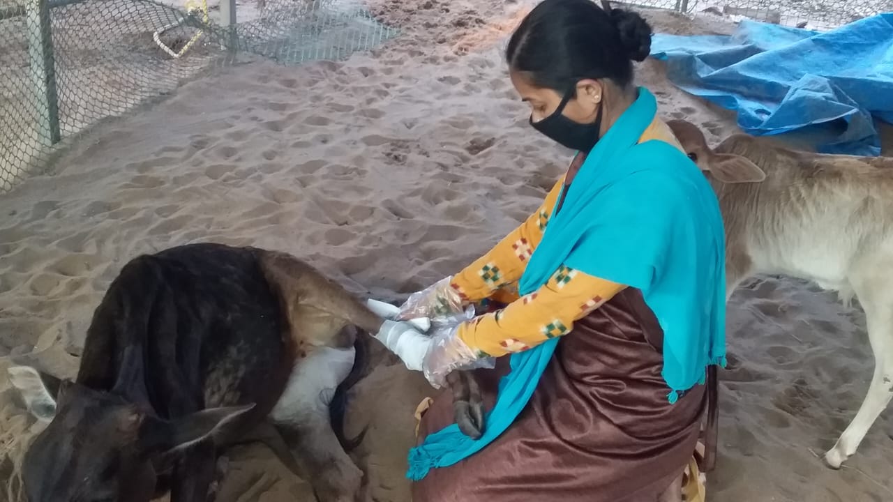 Royal family daughter Chinmayee Deo dedicated her life for service of cow in Puri