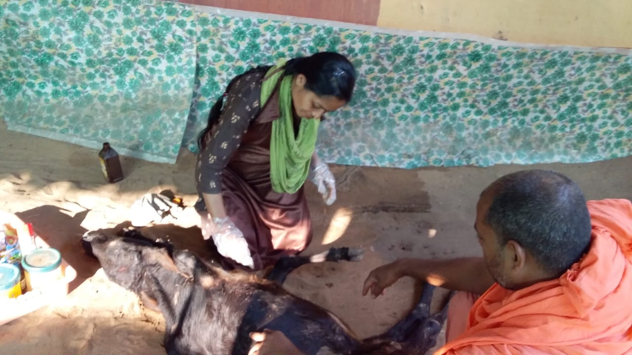 Royal family daughter Chinmayee Deo dedicated her life for service of cow in Puri