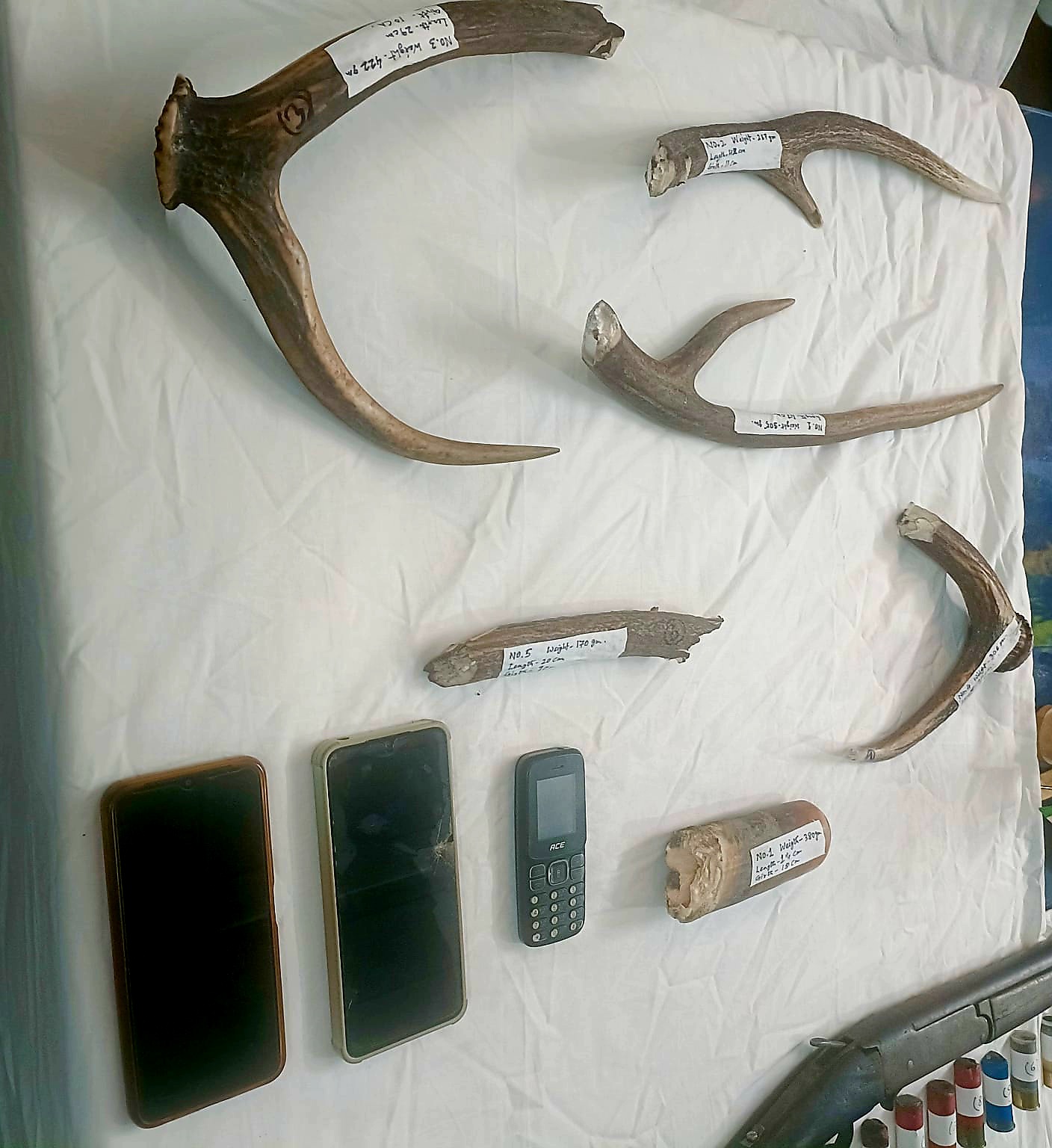 ivory deer antlers