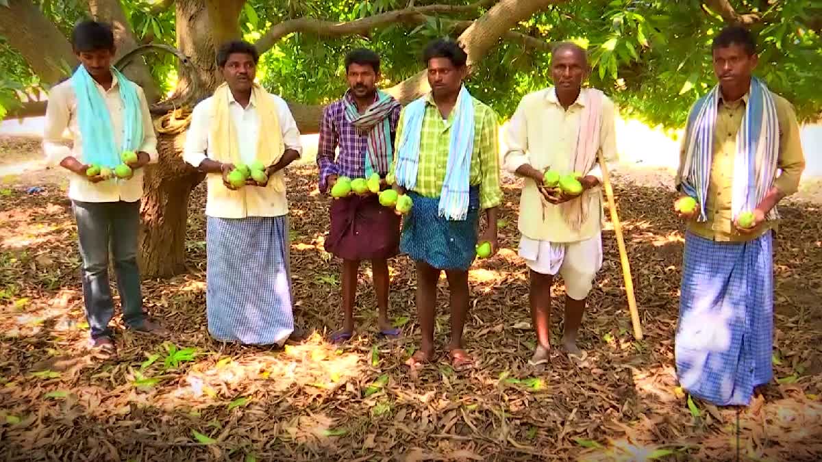 Mango Farmers Loss Due To Untimely Rains in Nalgonda