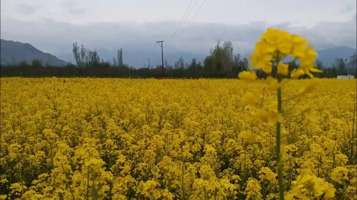 MUSTARD  KASHMIR  അനന്ത്‌നാഗ്  കടുകെണ്ണ