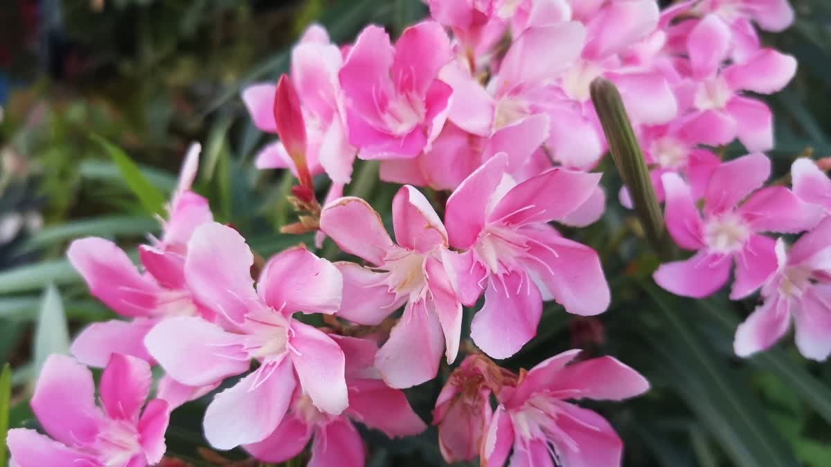 OLEANDER FLOWERS BAN IN TEMPLE