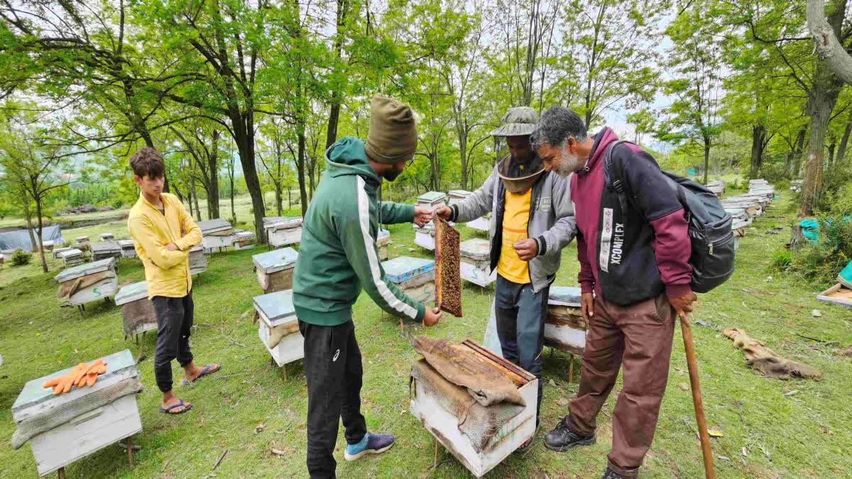 INCREASING TREND OF BEE KEEPING