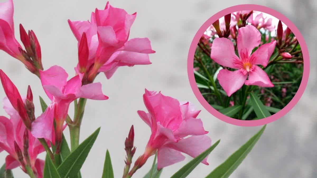 oleander flowers