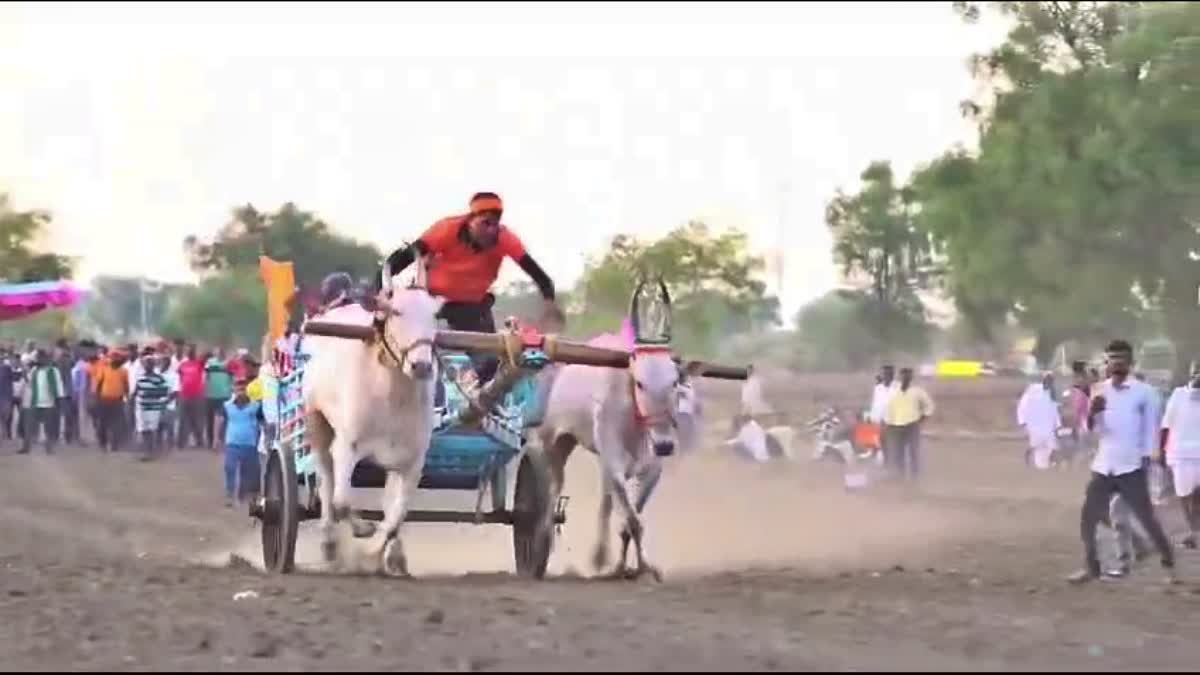 bullock cart race