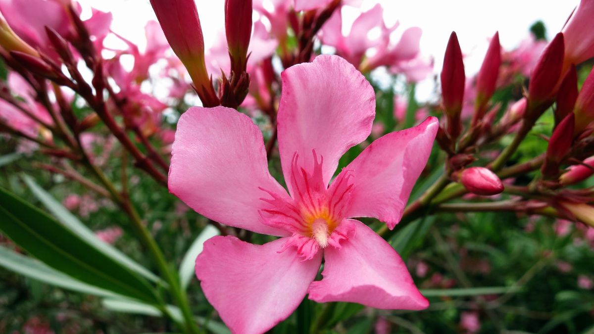 oleander flowers