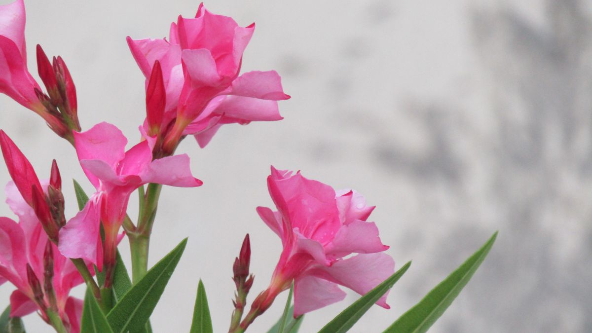 oleander flowers