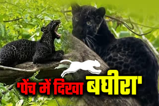 Etv BharatPench rare black panther spotted in pench tiger reserve