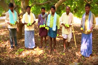 Mango Farmers Loss Due To Untimely Rains in Nalgonda