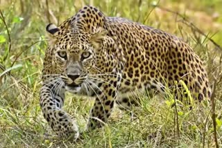 Leopard in Shimla Street