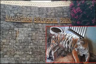 tigress-queen-gives-birth-to-3-cubs-in-nahargarh-biological-park-jaipur
