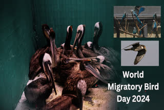 World Migratory Bird Day 2024