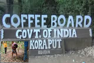 Koraput Coffee Farming