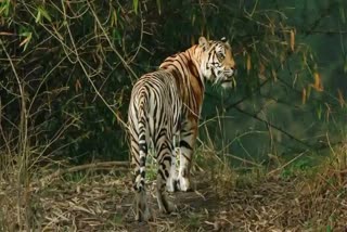 SEONI TIGRESS HUNT BULL