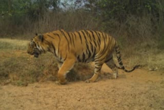 Human vs Wildlife Conflict