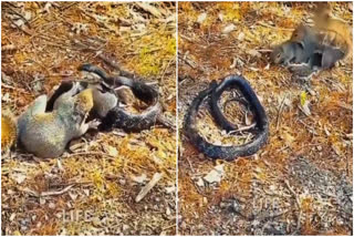 Snake Attack Baby Squirrel