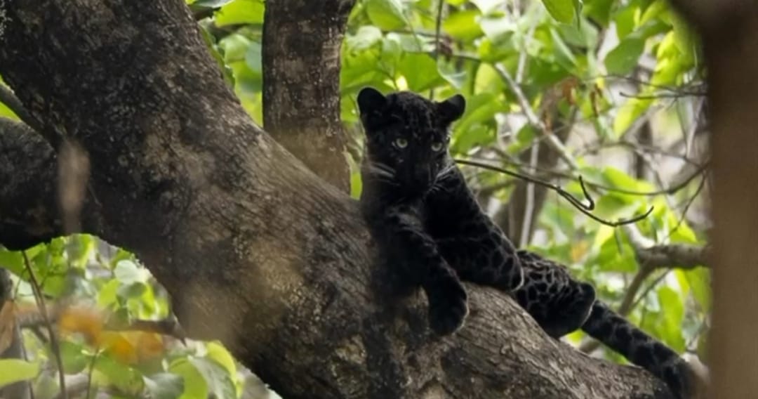 Etv BharatPench rare black panther spotted in pench tiger reserve