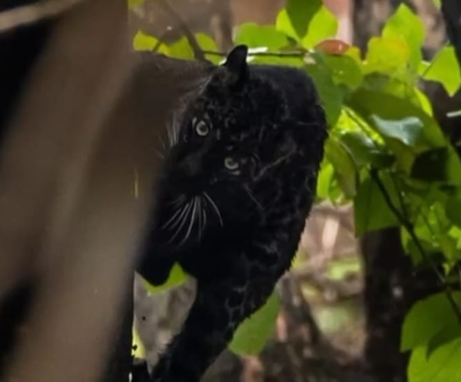 Etv BharatPench rare black panther spotted in pench tiger reserve