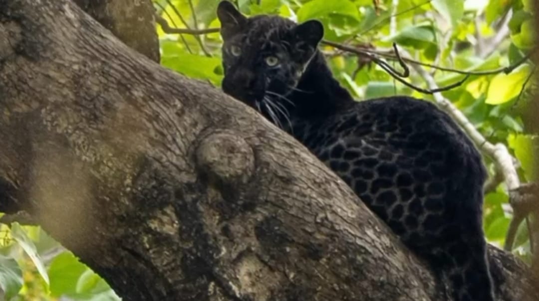 Etv BharatPench rare black panther spotted in pench tiger reserve