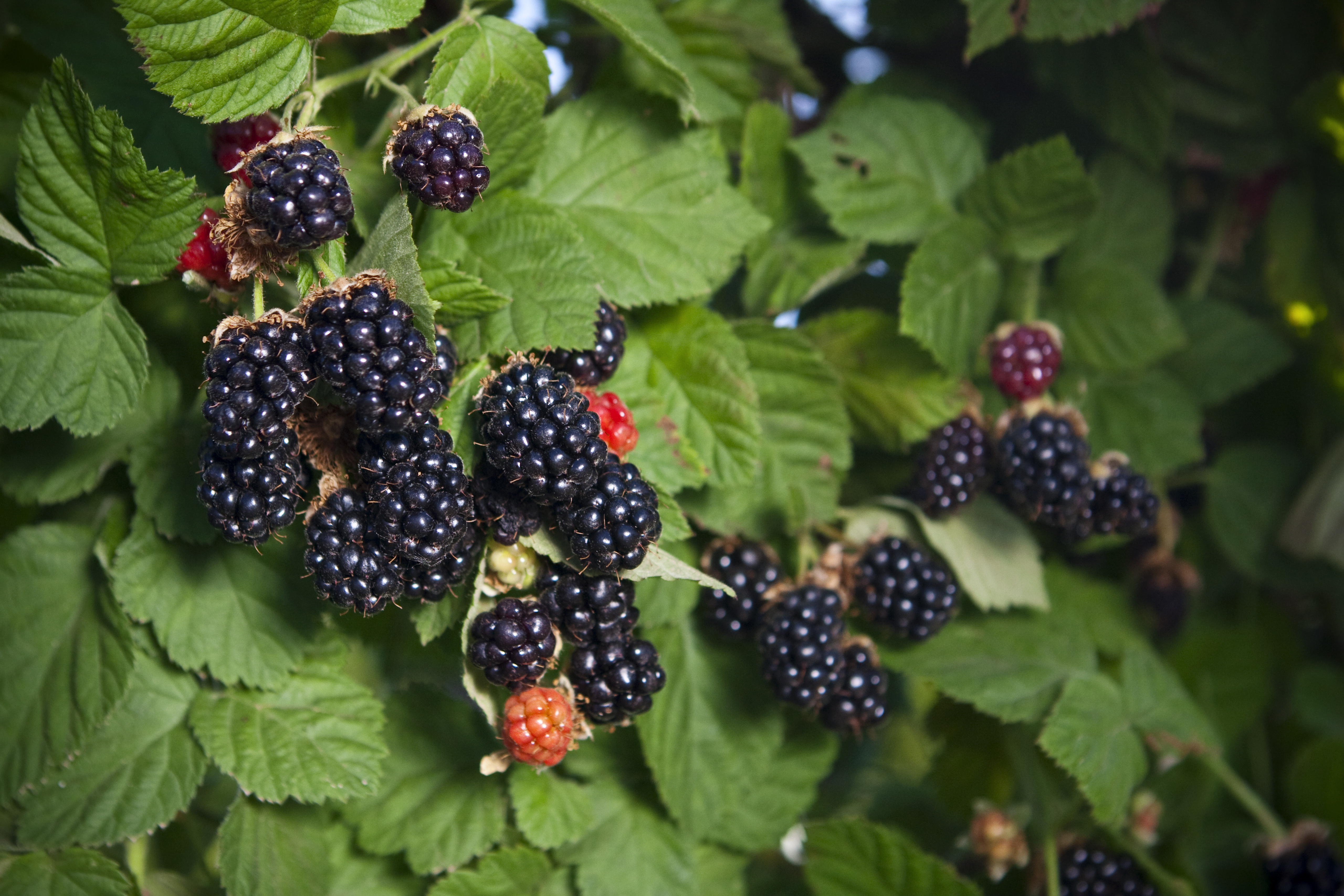 Plants that should not be planted around the house because they attract snakes
