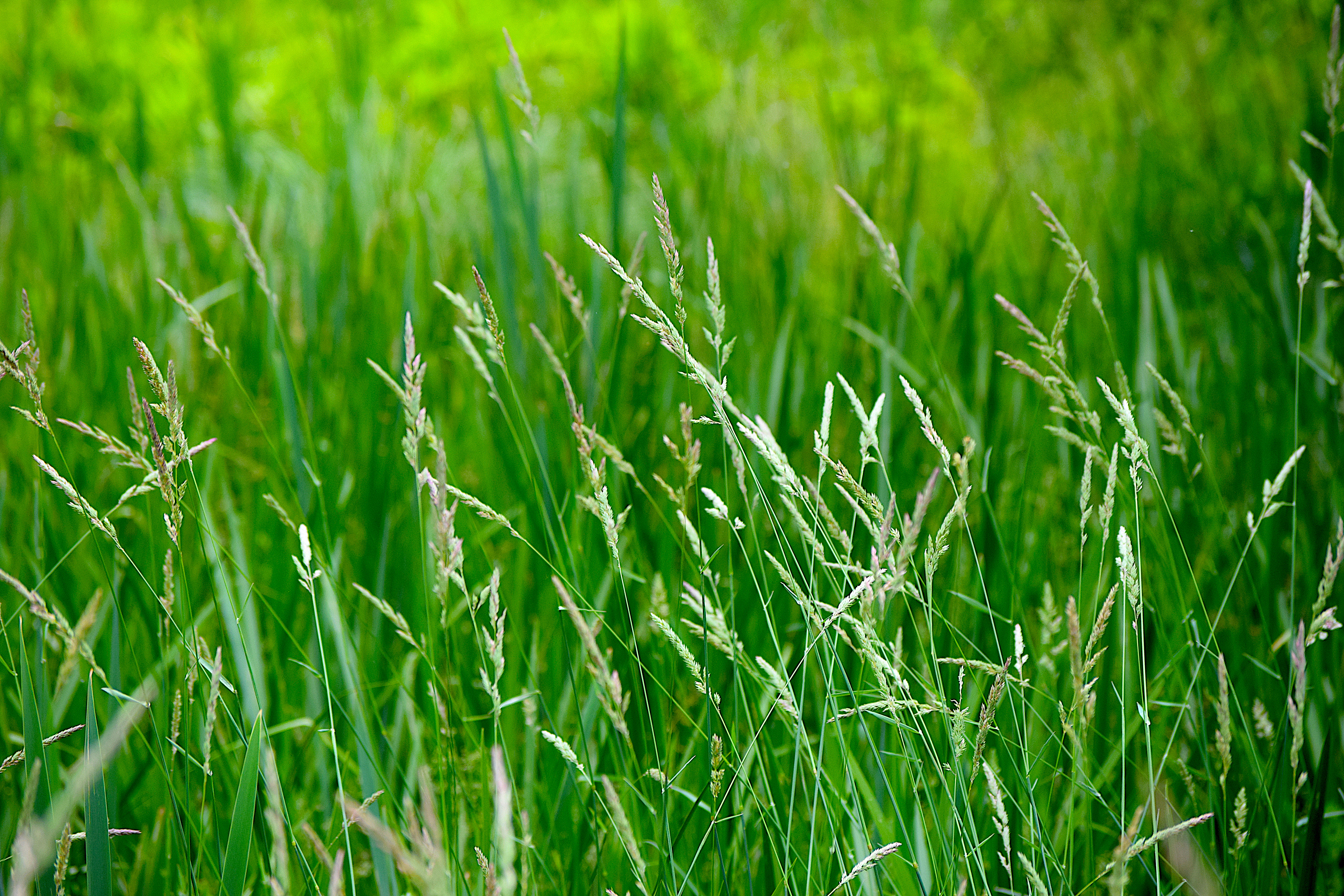 Plants that should not be planted around the house because they attract snakes
