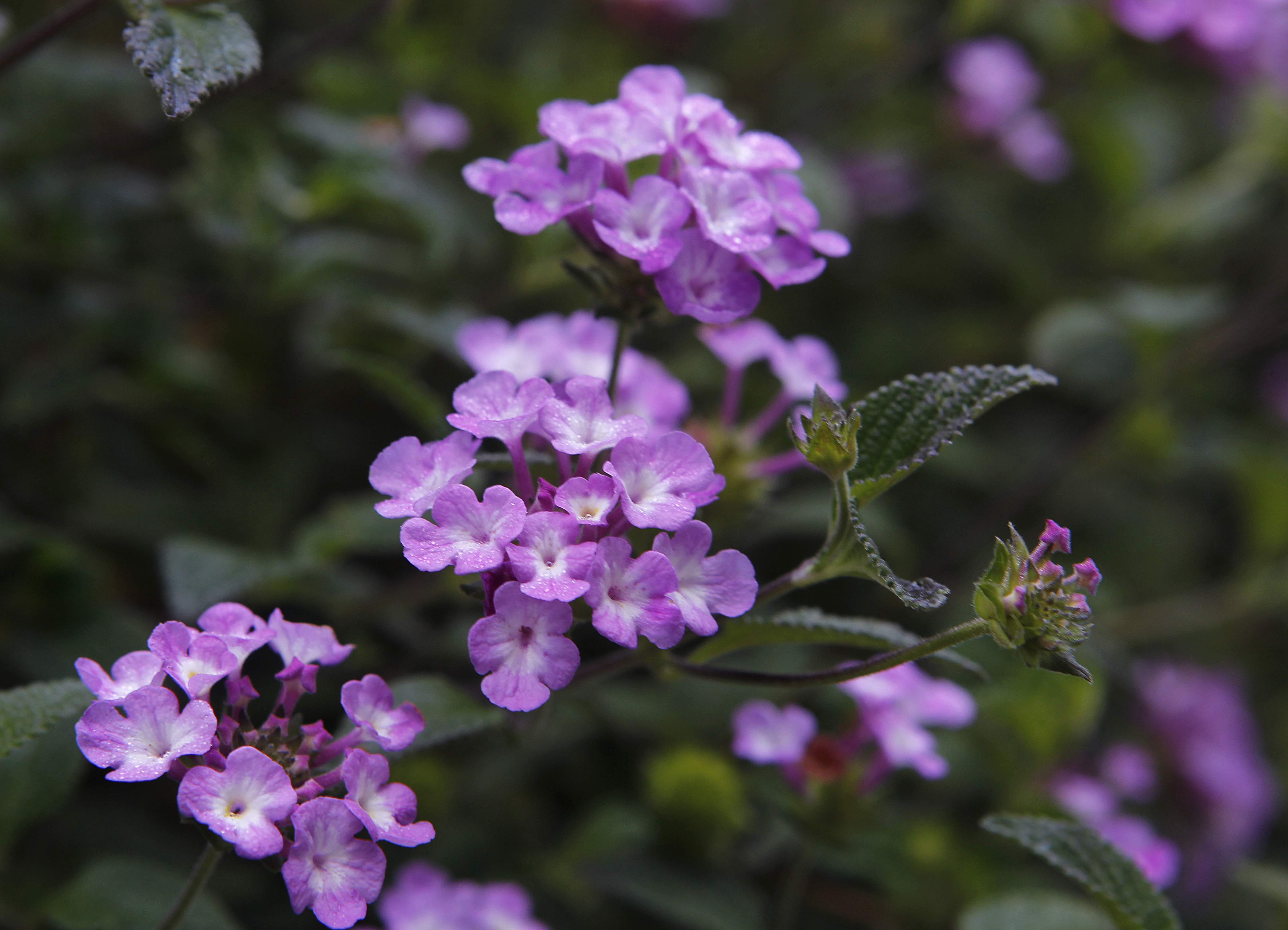 Plants that should not be planted around the house because they attract snakes
