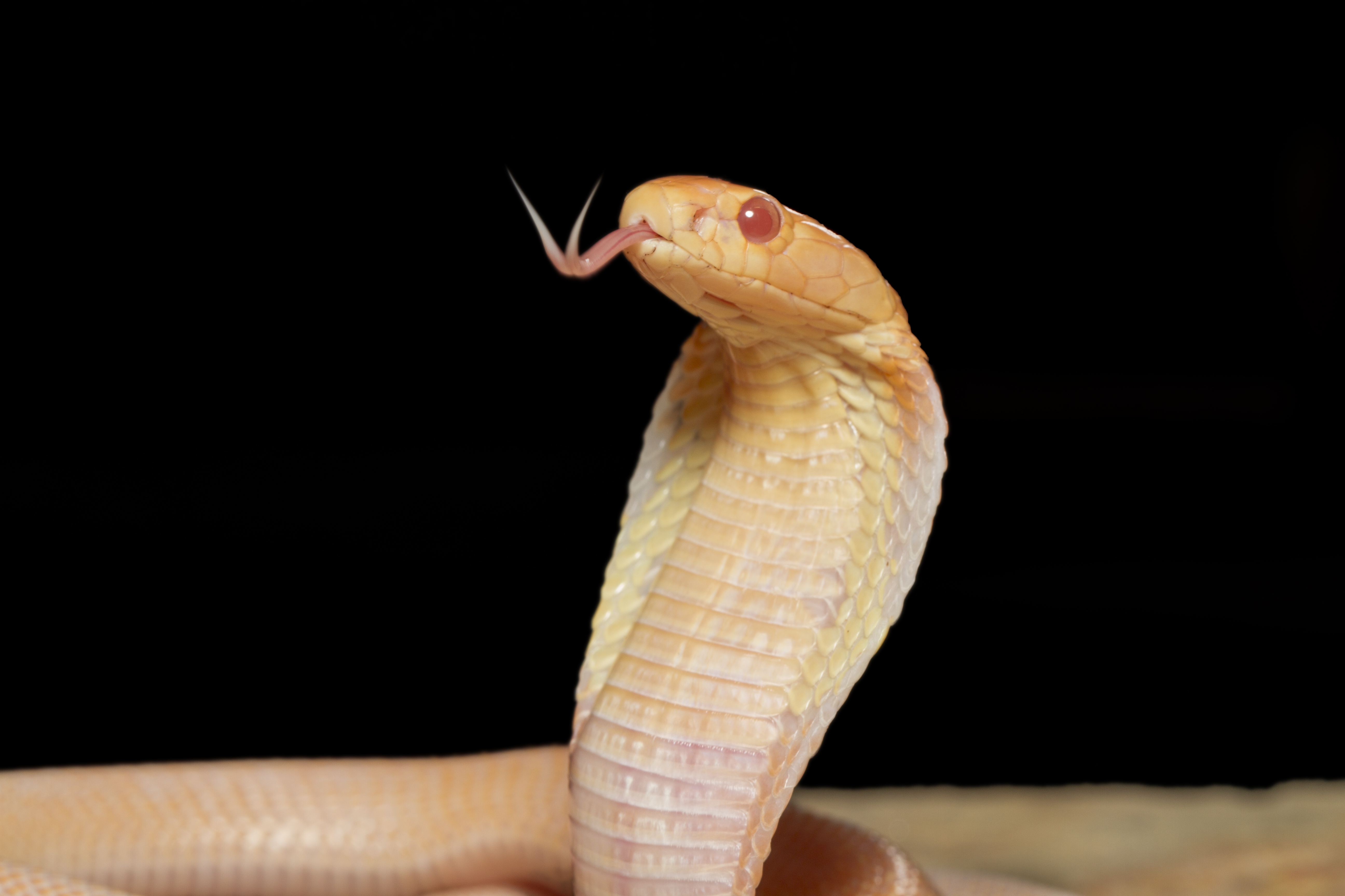 Plants that should not be planted around the house because they attract snakes