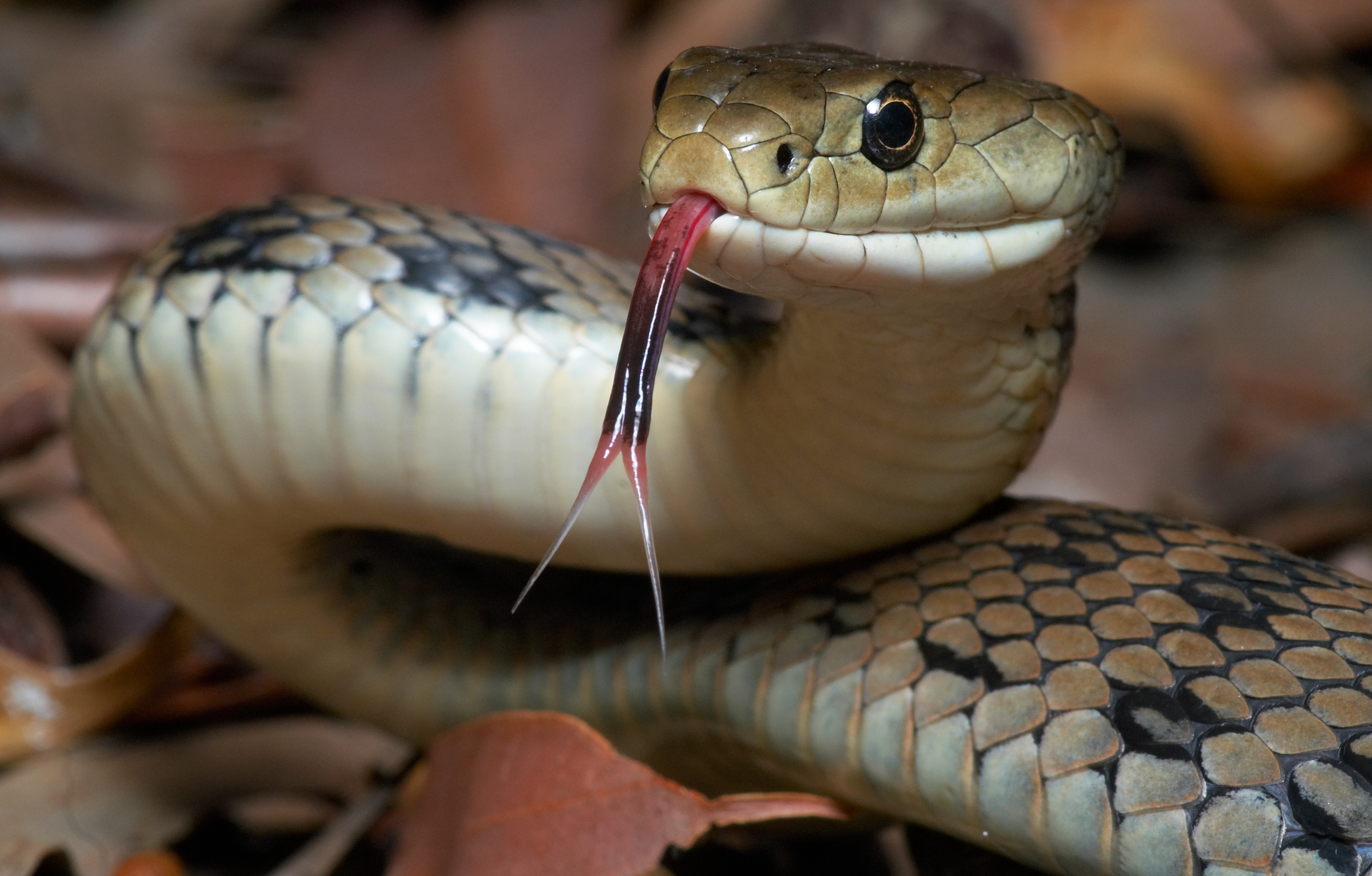 Plants that should not be planted around the house because they attract snakes